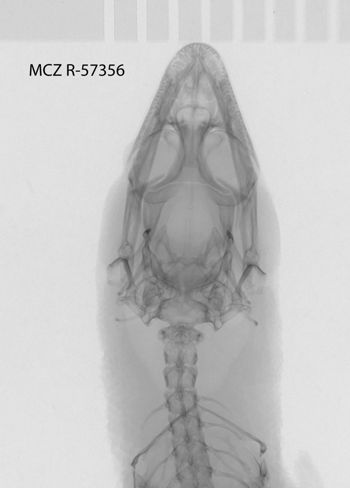 Media type: image;   Herpetology R-57356
